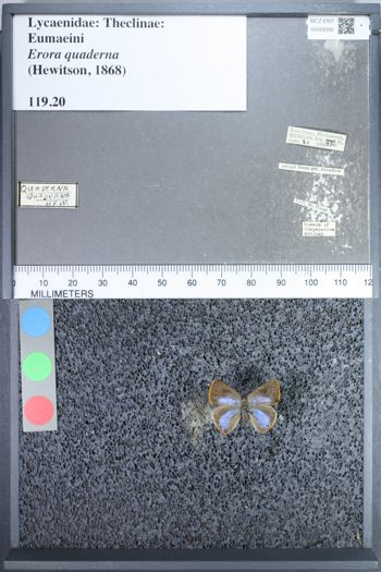 Media type: image;   Entomology 69392
